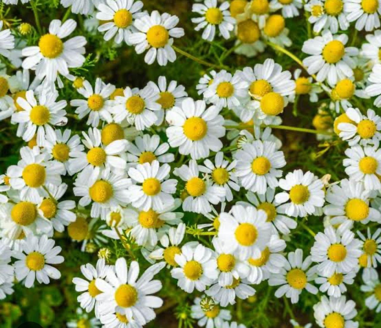 Egyptian Chamomile Field