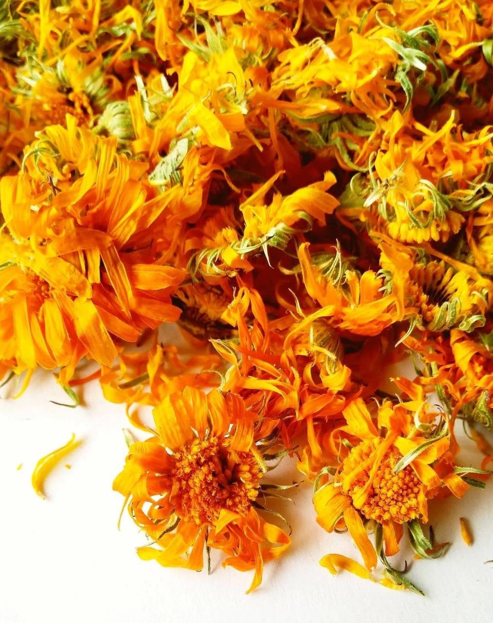 Egyptian Calendula