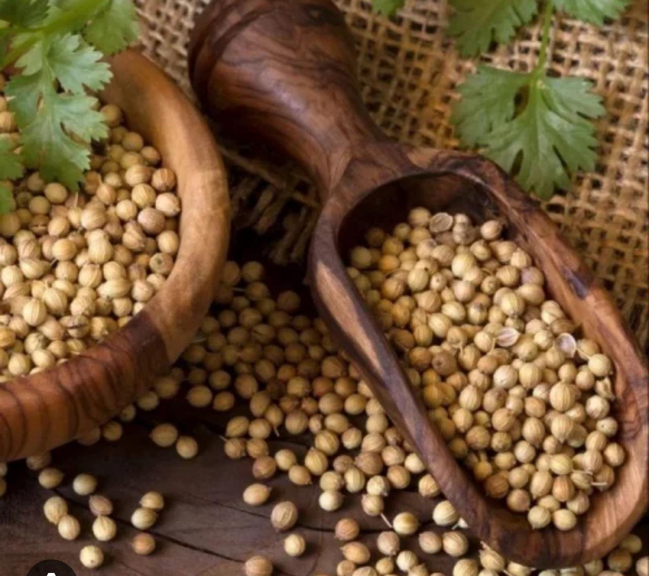 Egyptian Coriander Seeds