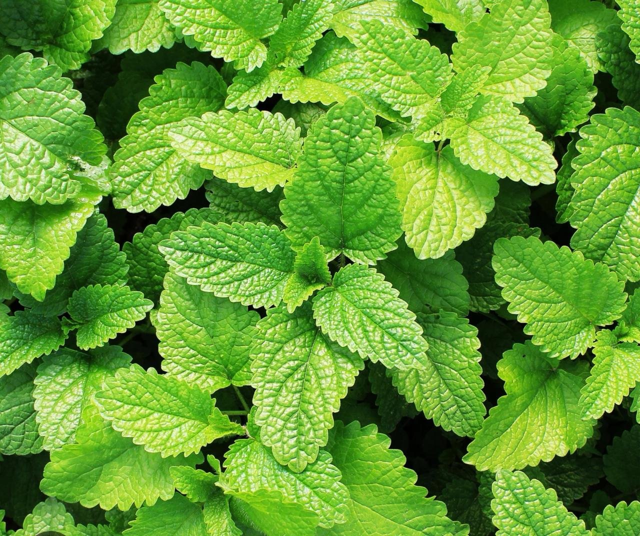 Egyptian Spearmint & Peppermint