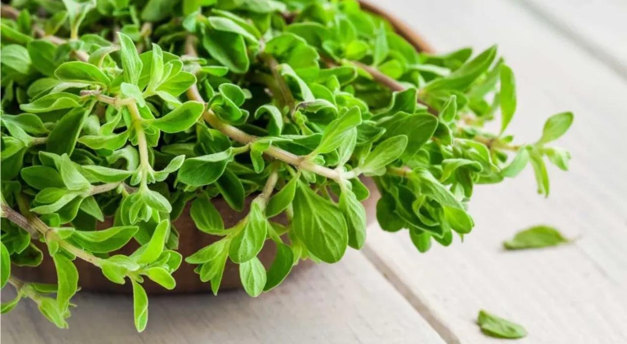 Egyptian Marjoram