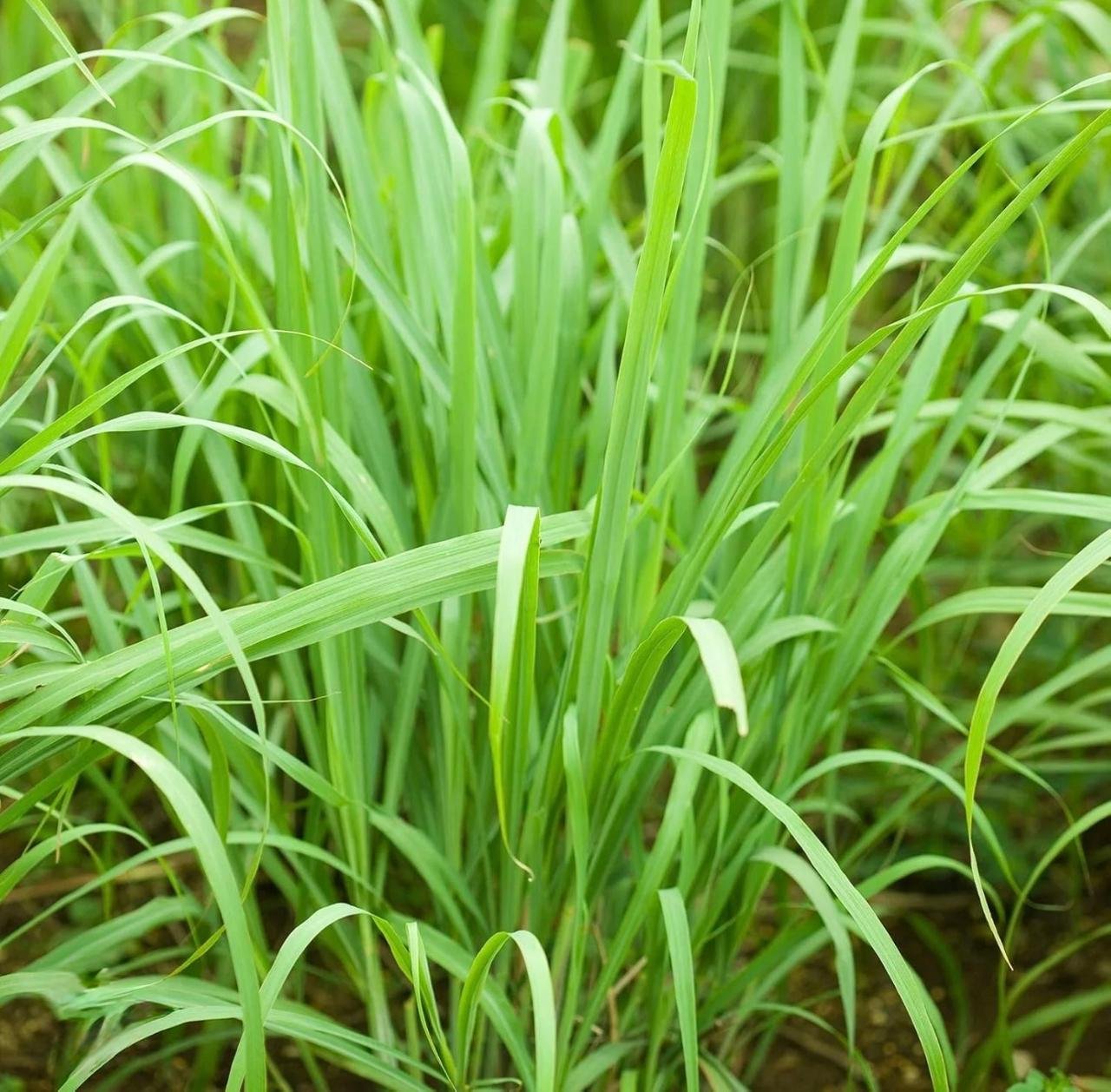 Egyptian Lemon Grass