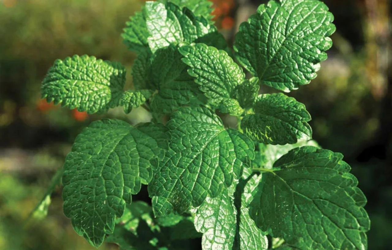 Egyptian Mint Close-up