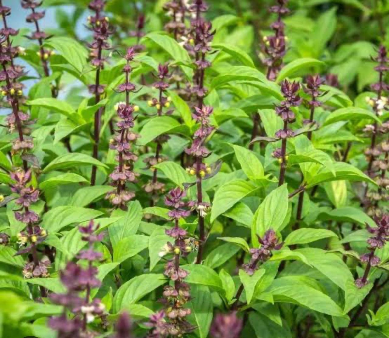 Egyptian Basil Close-up