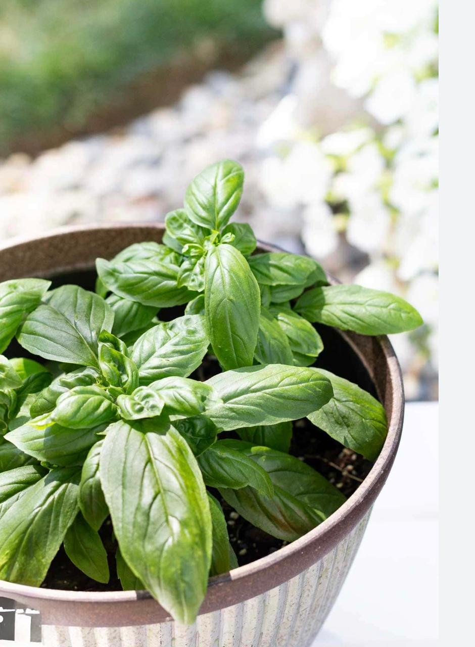 Egyptian Basil Leaves