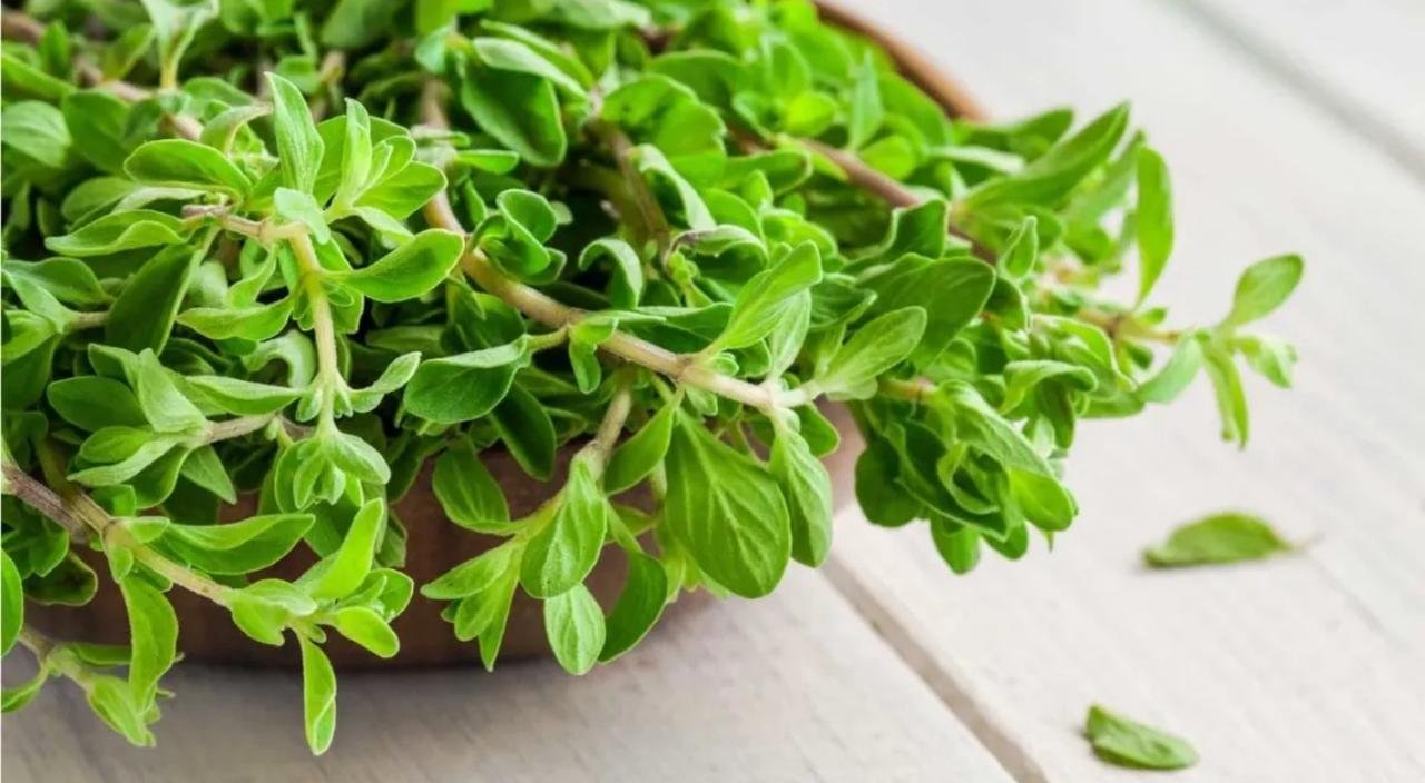 Egyptian Marjoram Leaves